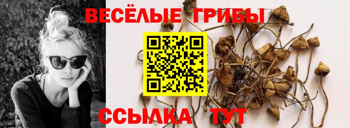 Псилоцибиновые грибы мицелий  Вход с VPN  Димитровград  Псилоцибиновые грибы Psilocybe 